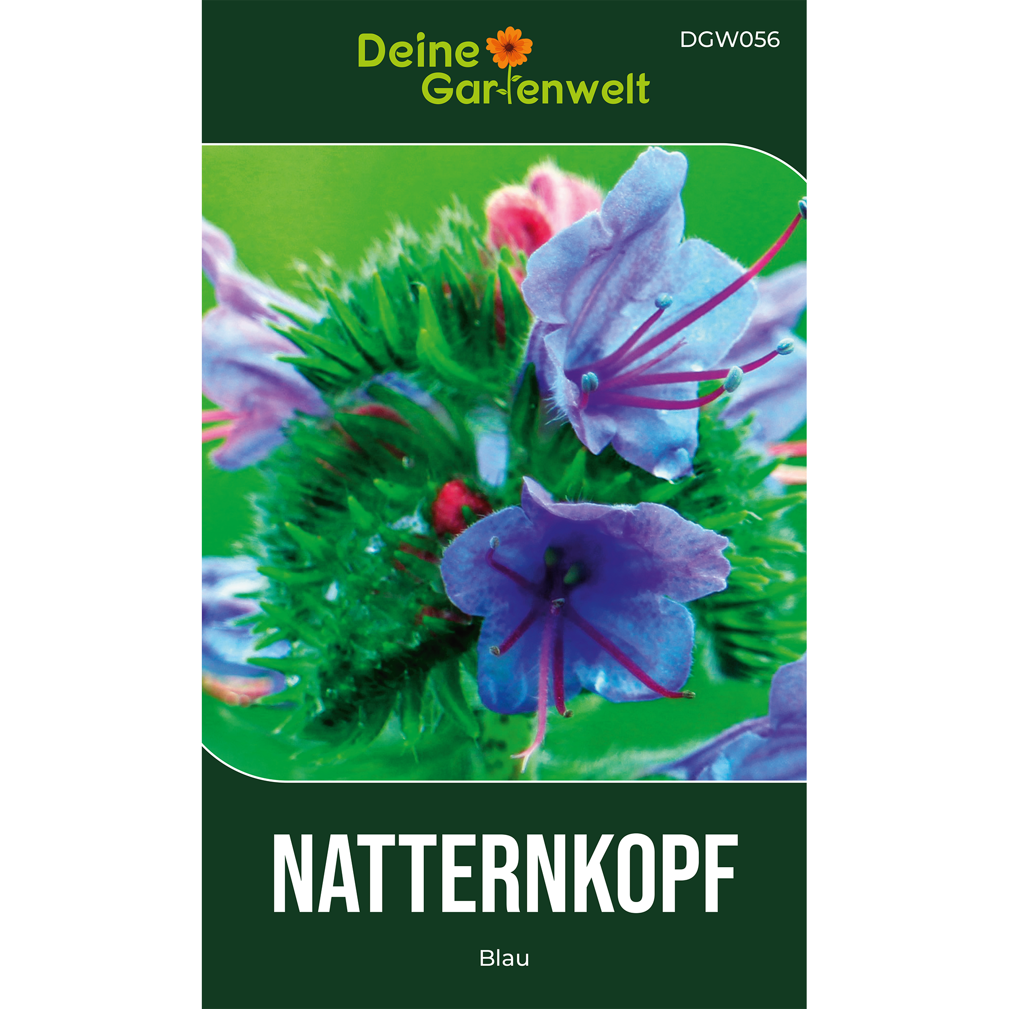 Natternkopf blau