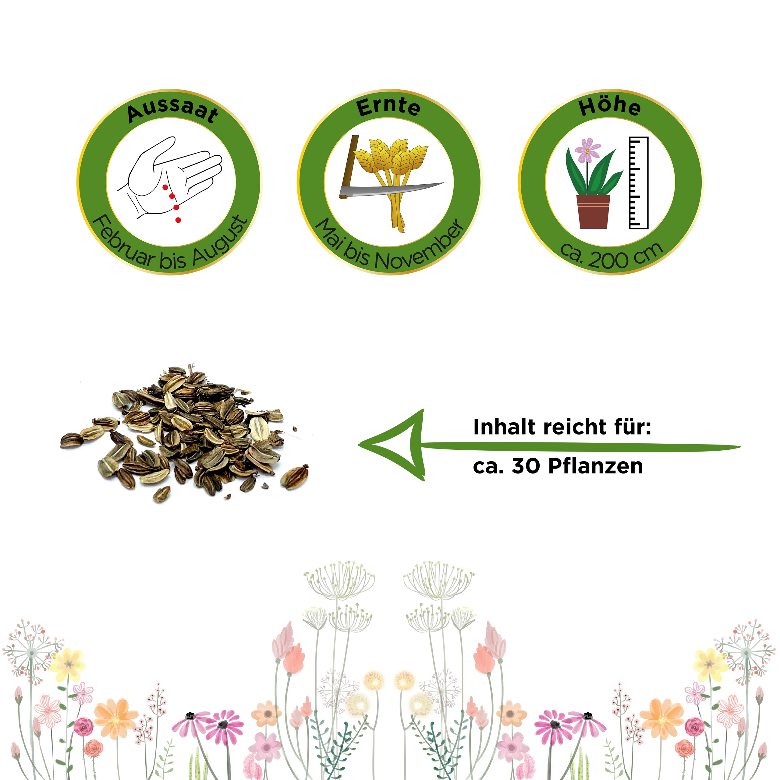 Liebstöckel Maggikraut