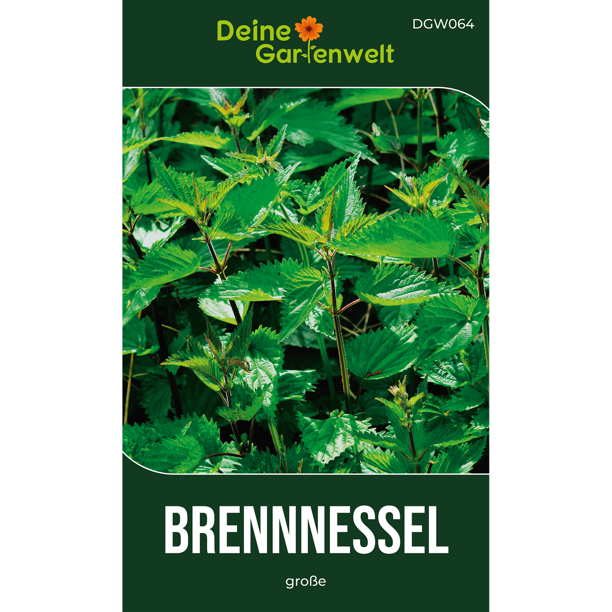 Brennnessel große Saatgut