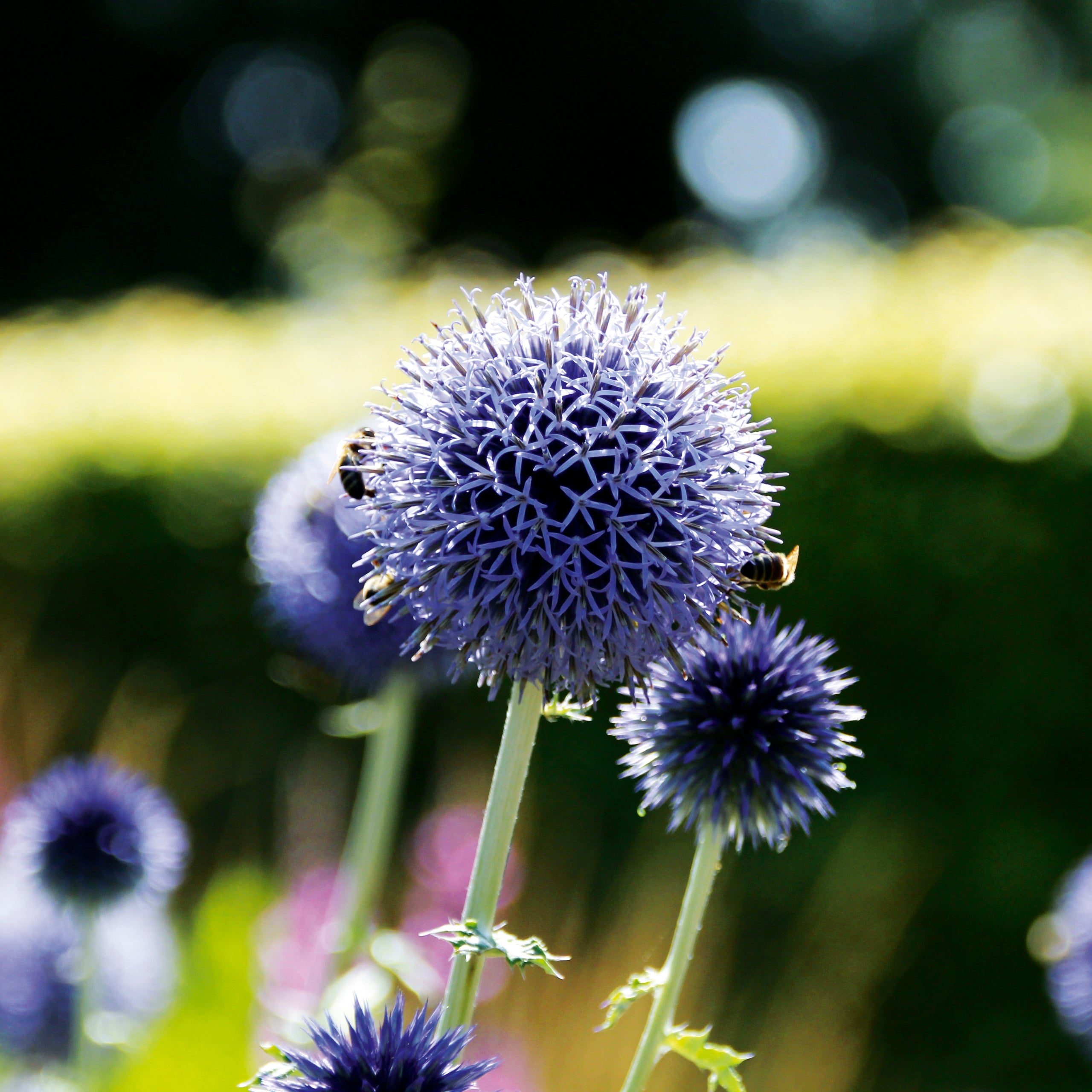 Kugeldistel