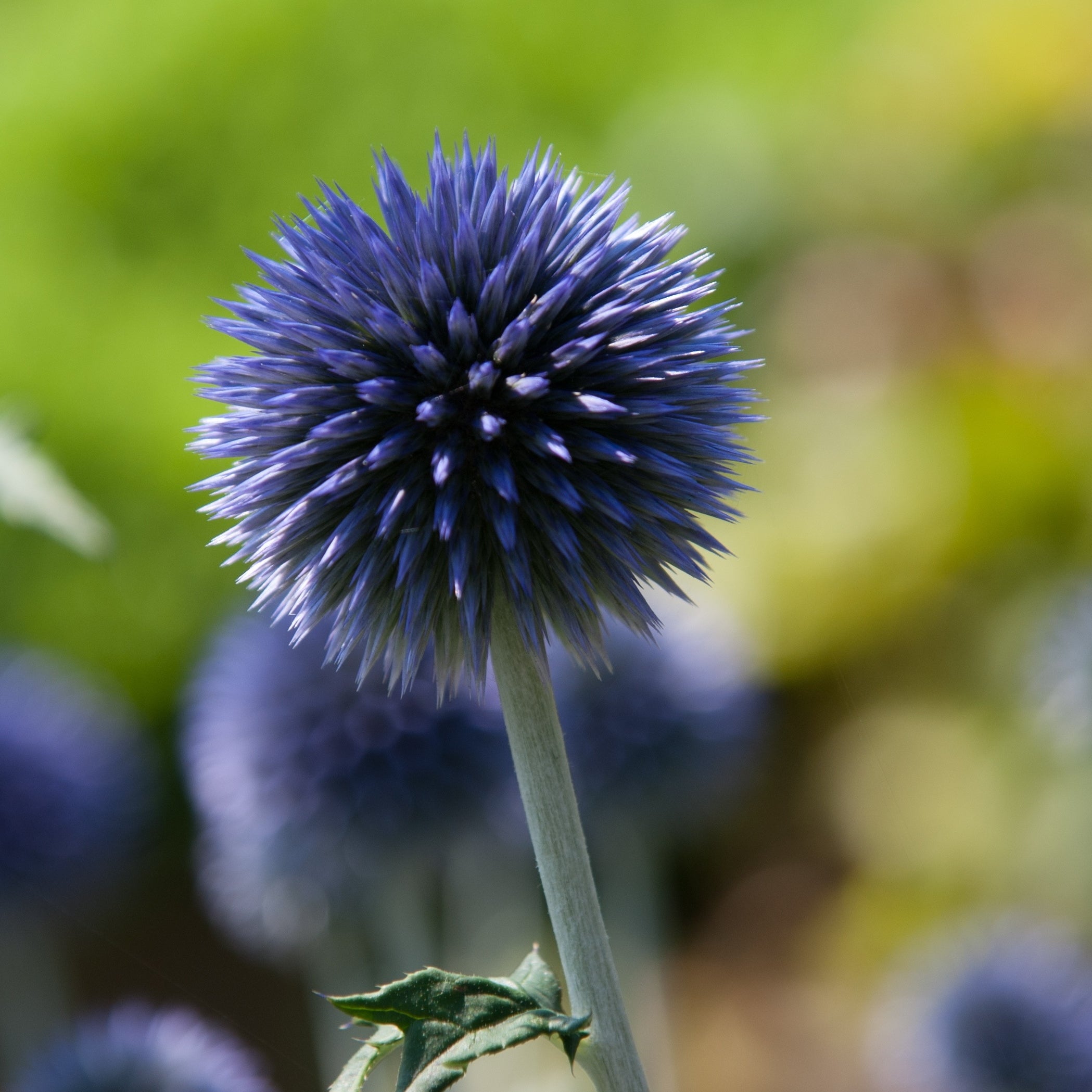 Kugeldistel