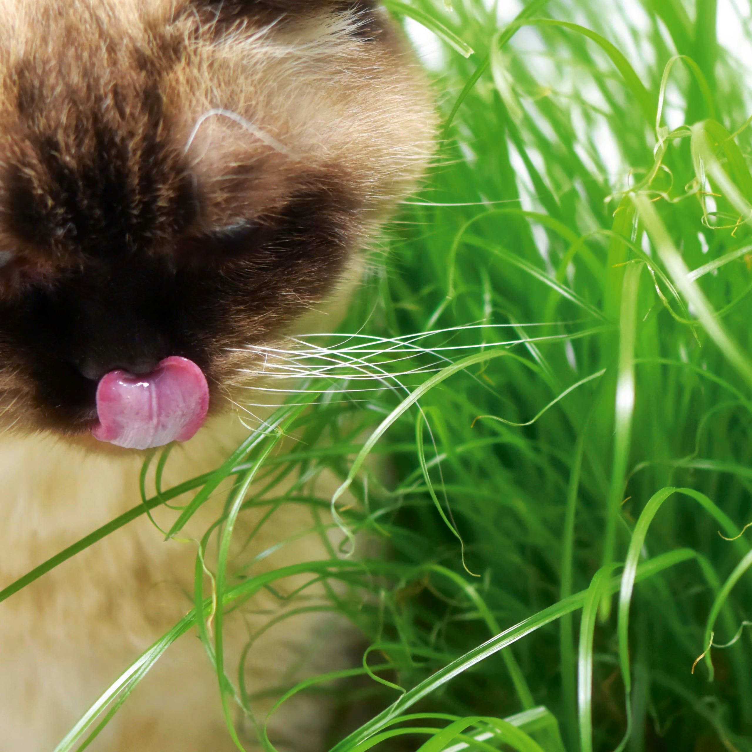Katzengras Mischung
