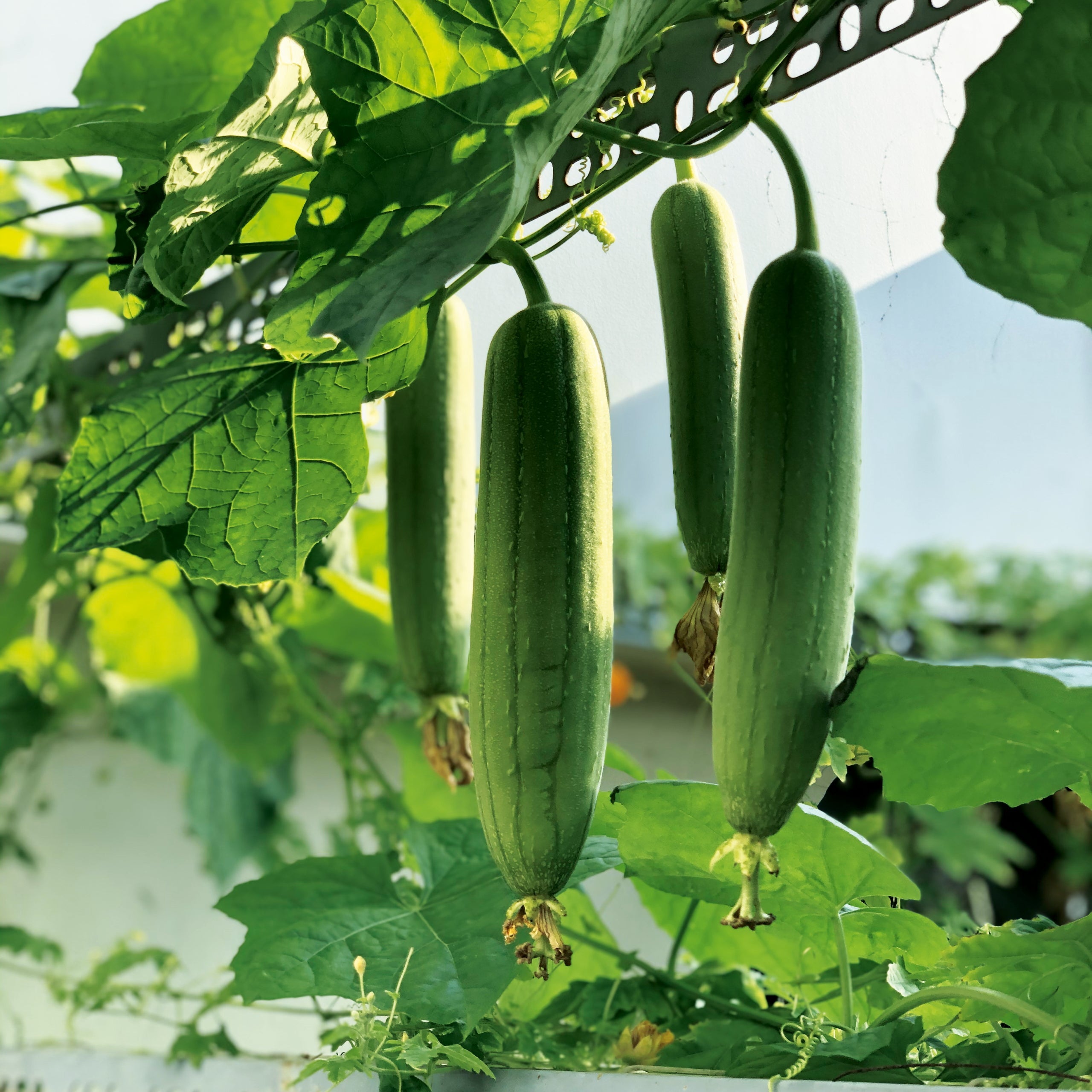 Schwammgurke Luffa