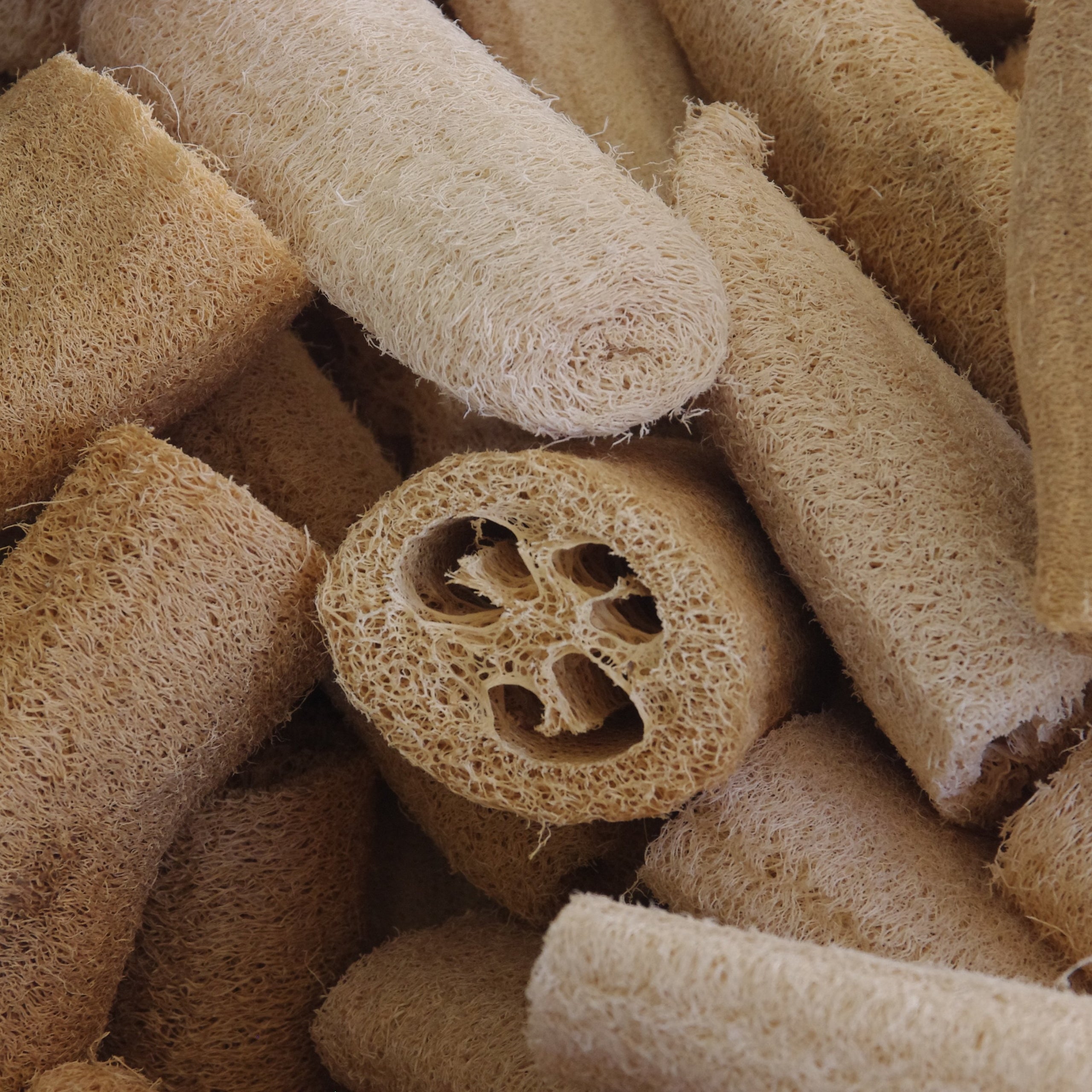 Schwammgurke Luffa