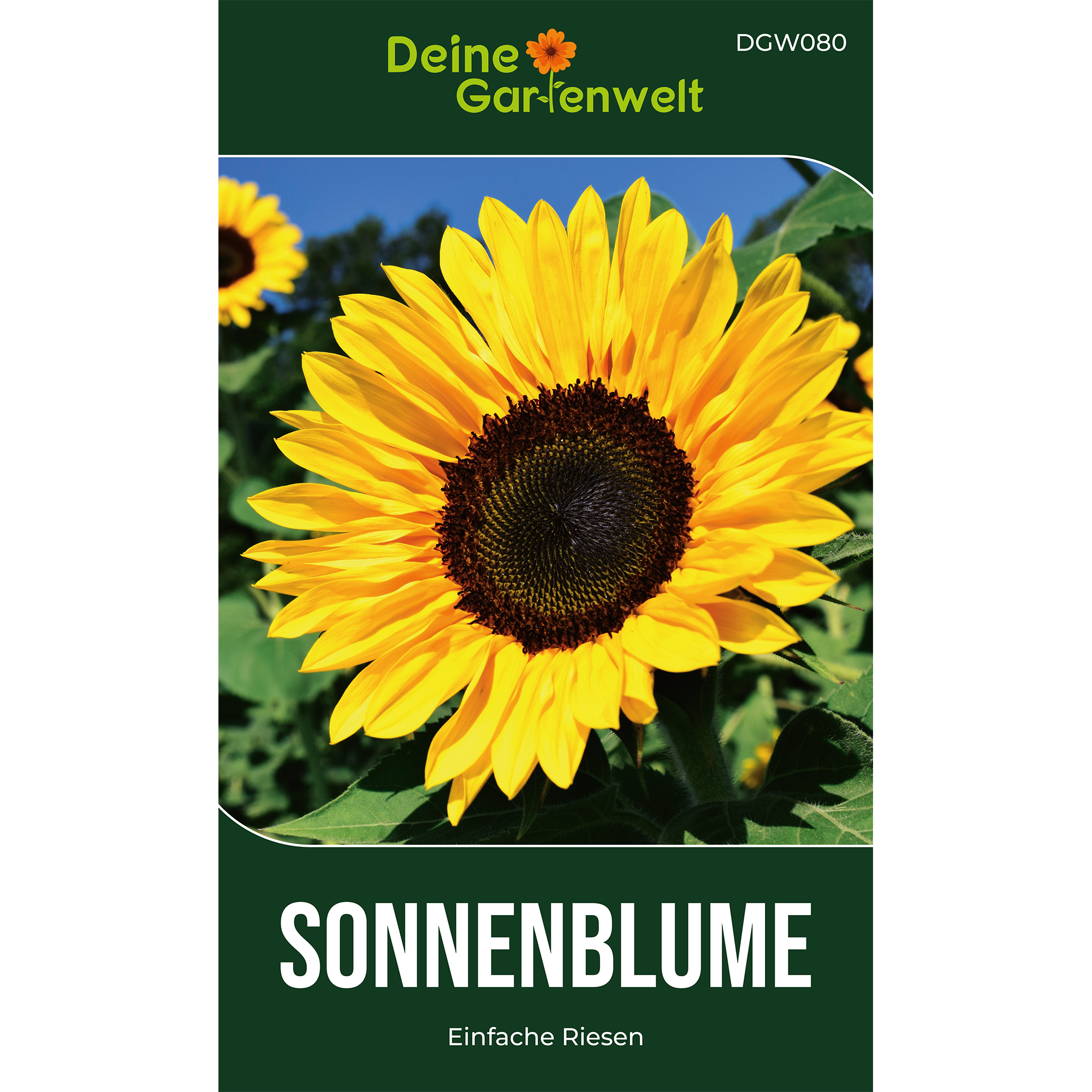 Sonnenblumen Einfache Riesen