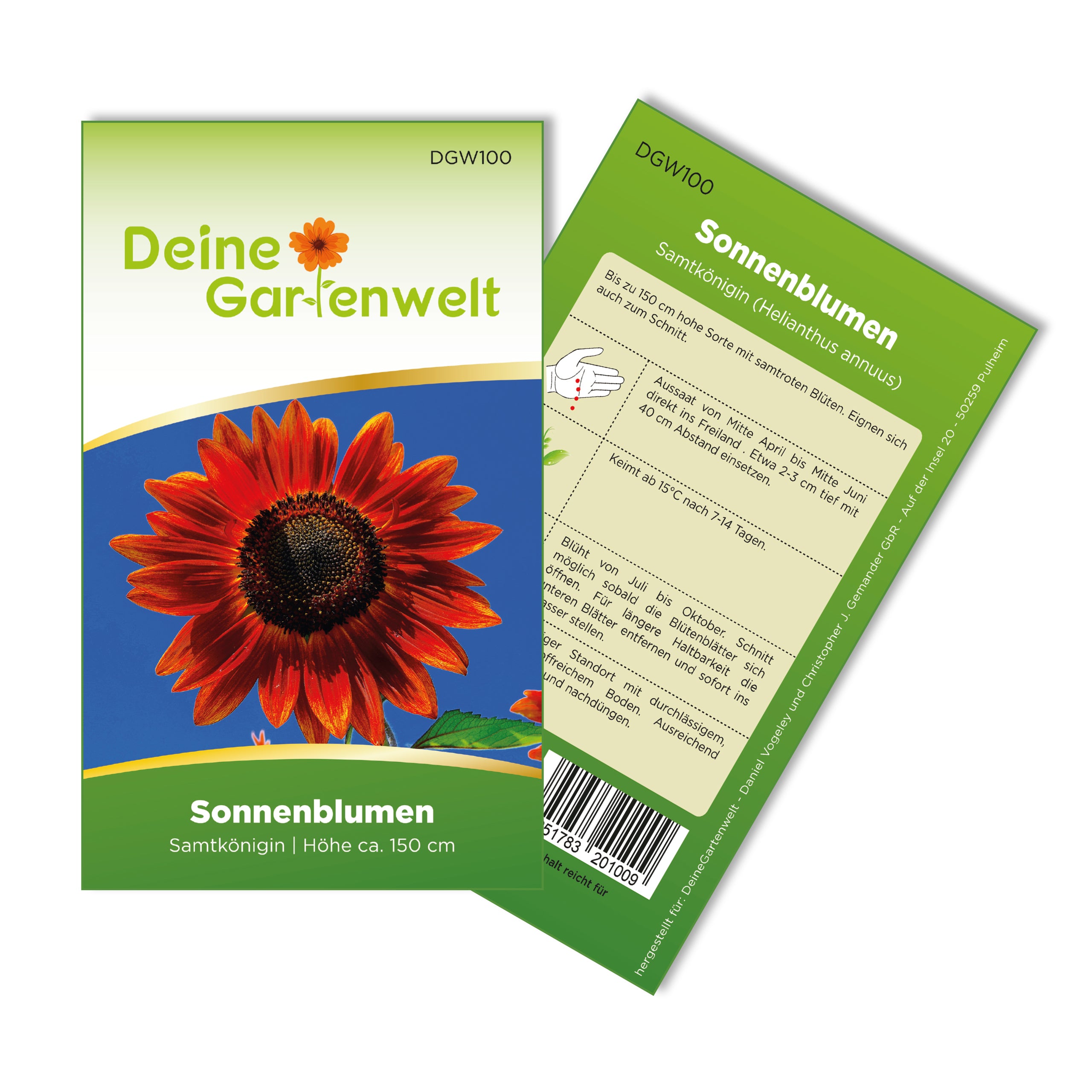 Sonnenblume Samtkönigin