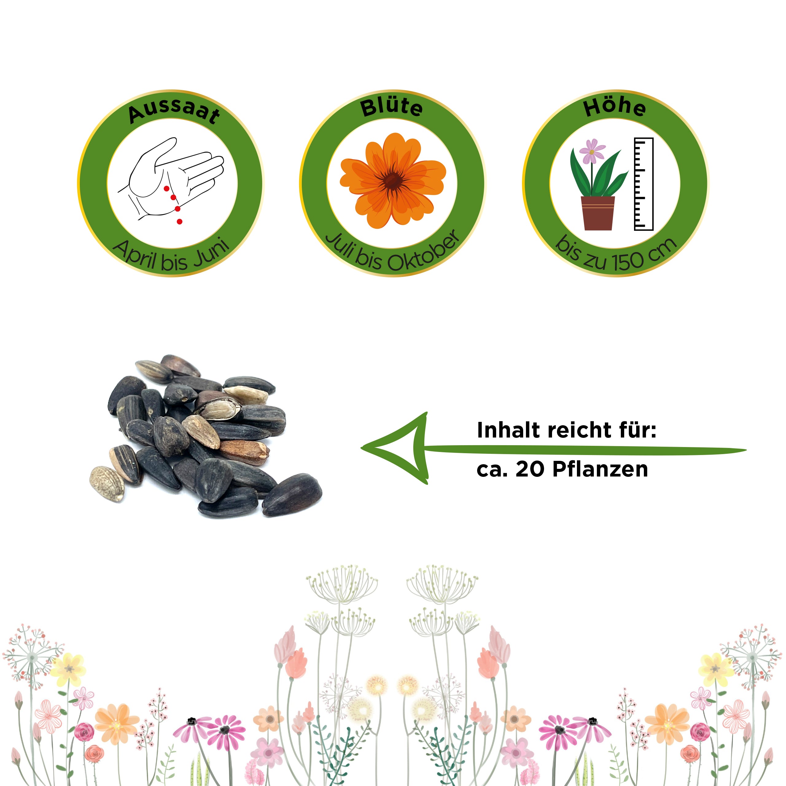 Sonnenblume Samtkönigin