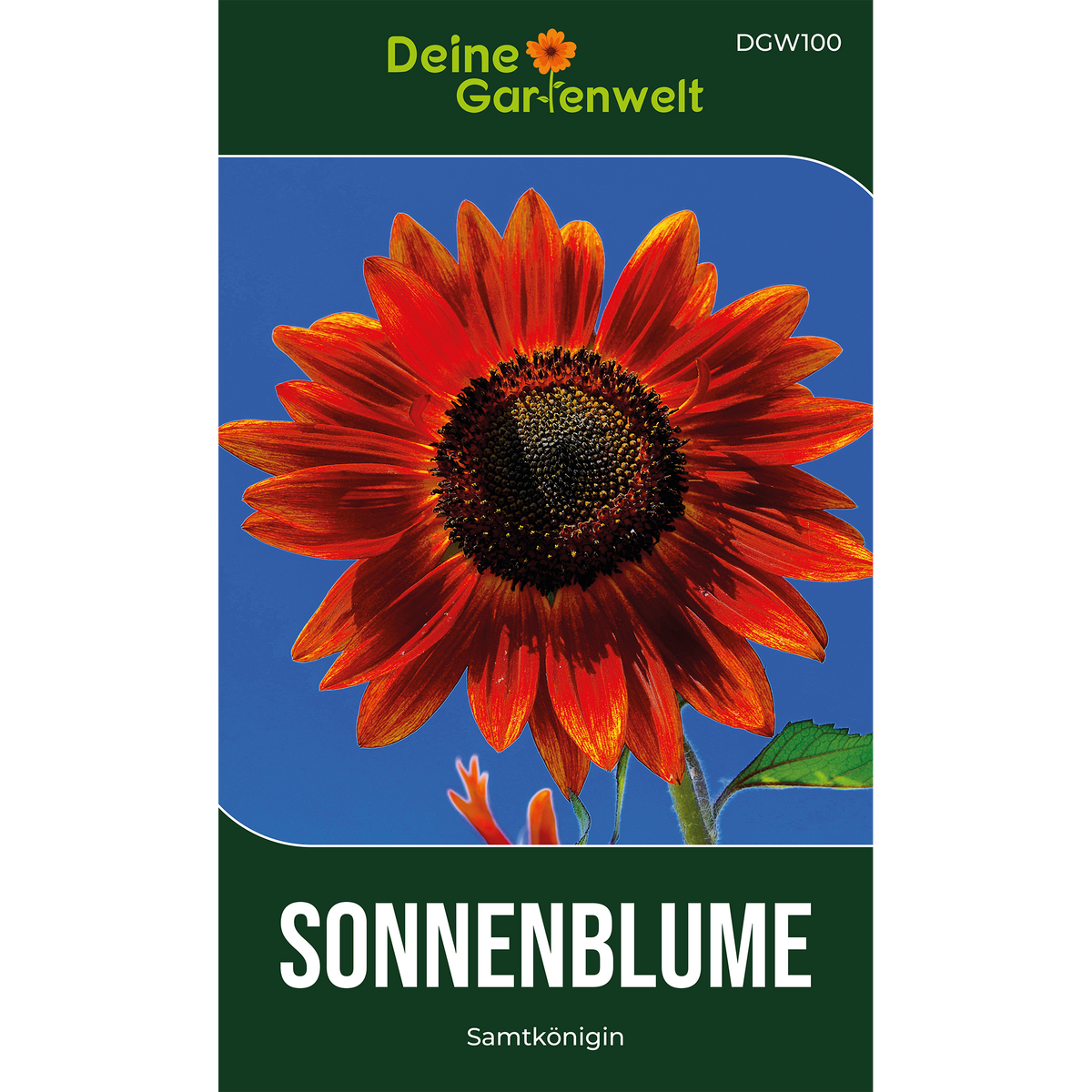 Sonnenblume Samtkönigin Saatgut