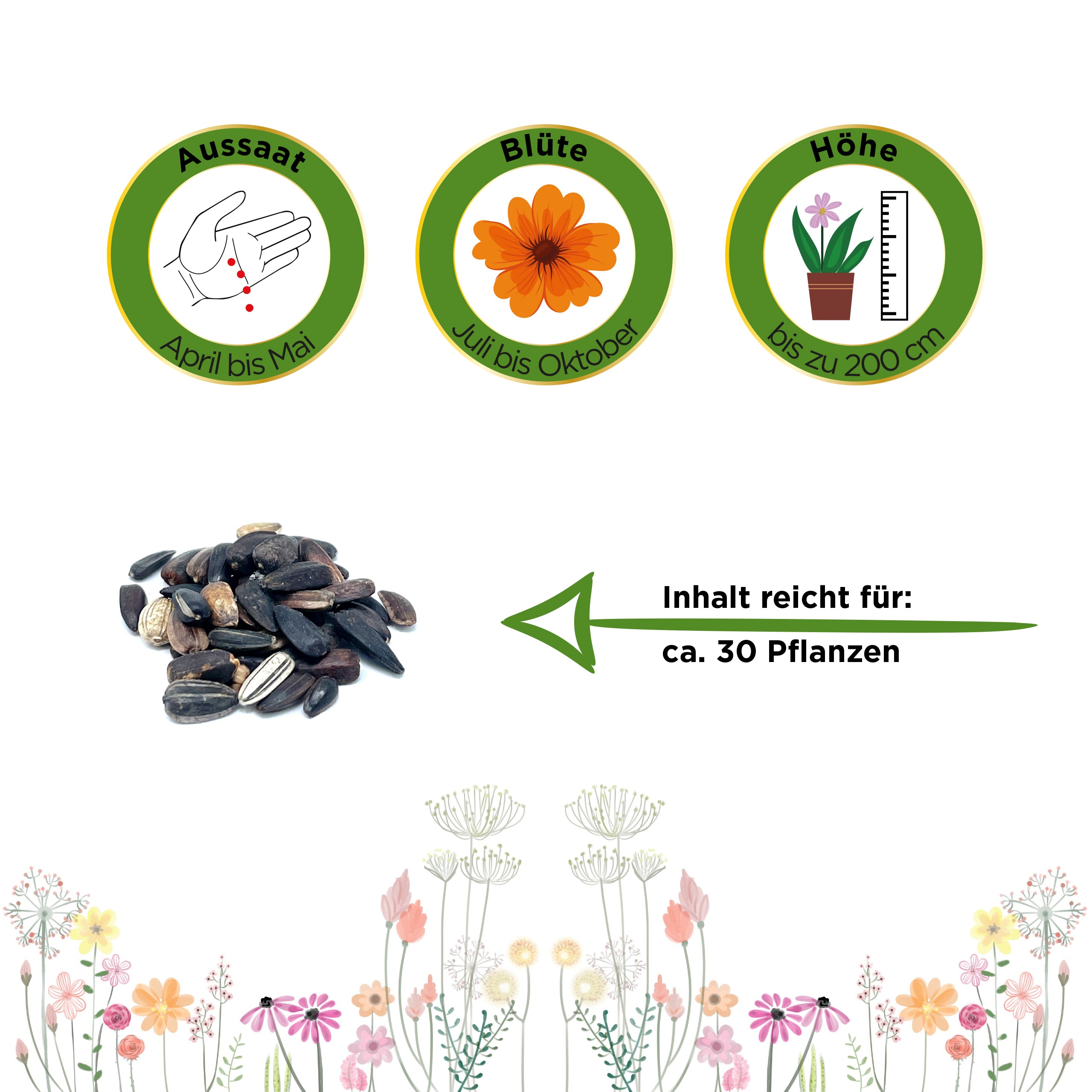 Sonnenblumen Herbstschönheit