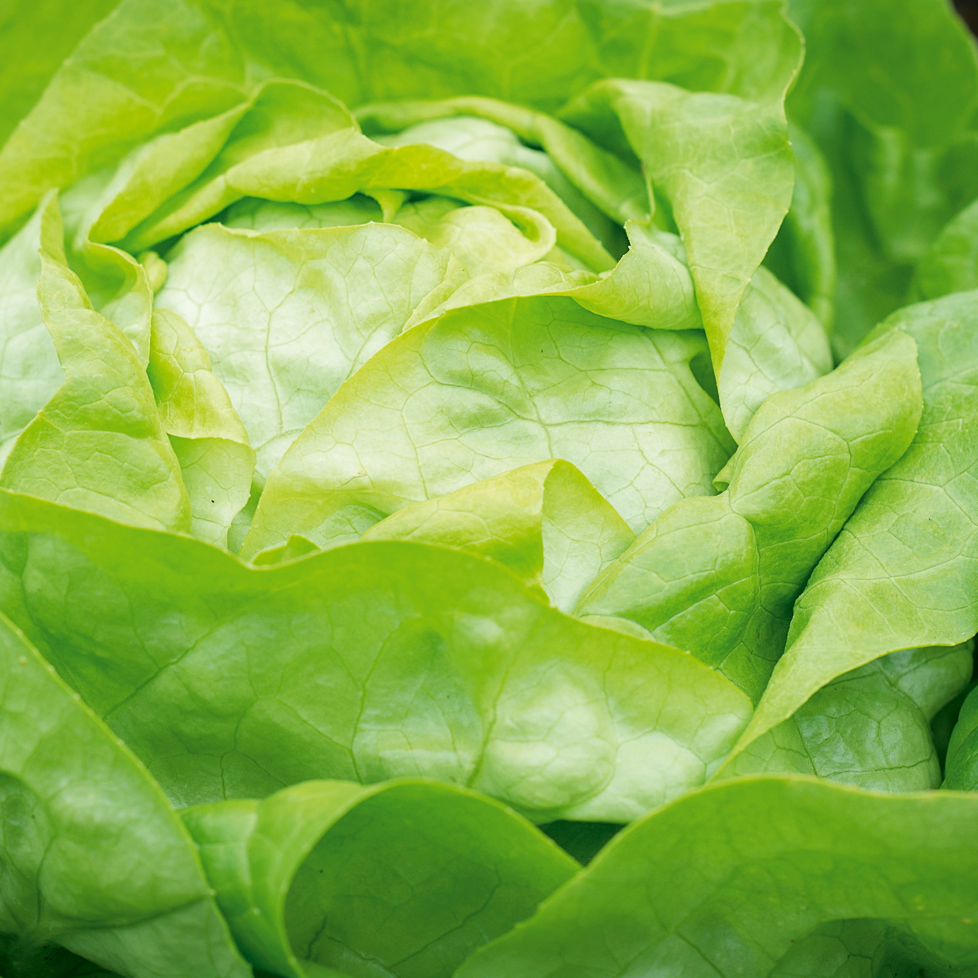 Kopfsalat Attractie/Attraktion