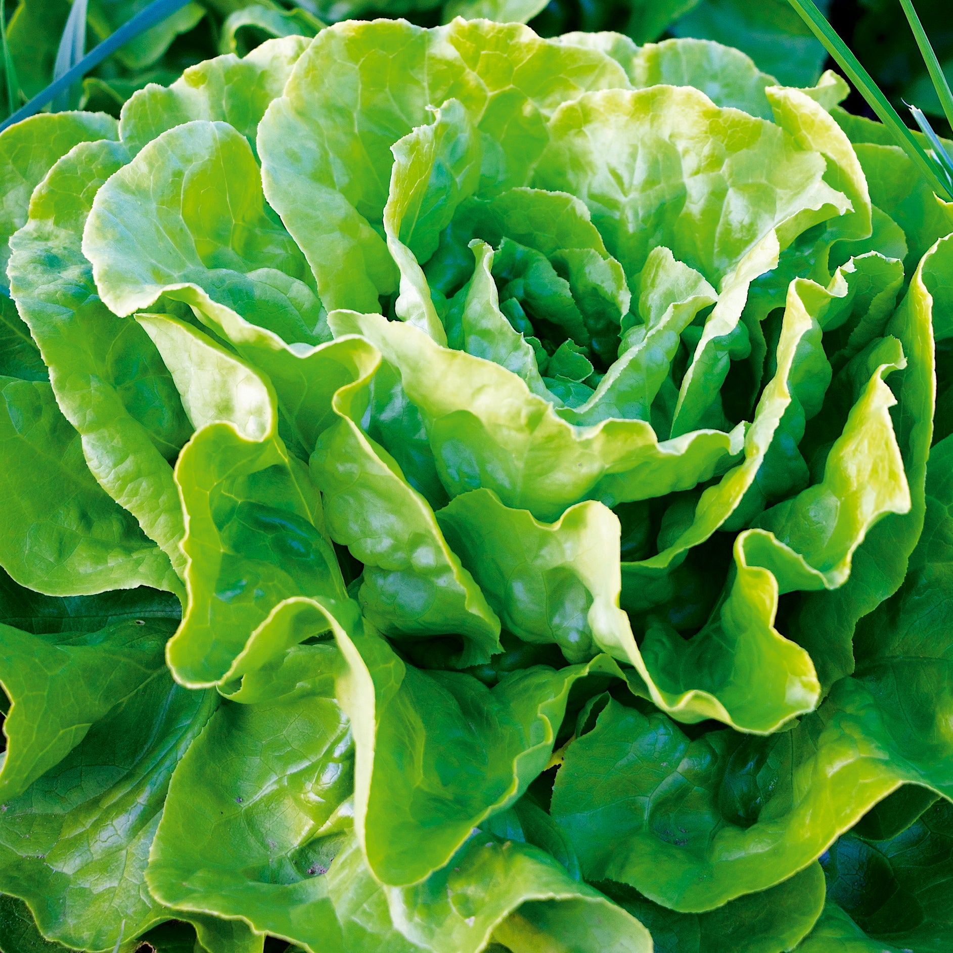 Winter-Kopfsalat Maiwunder