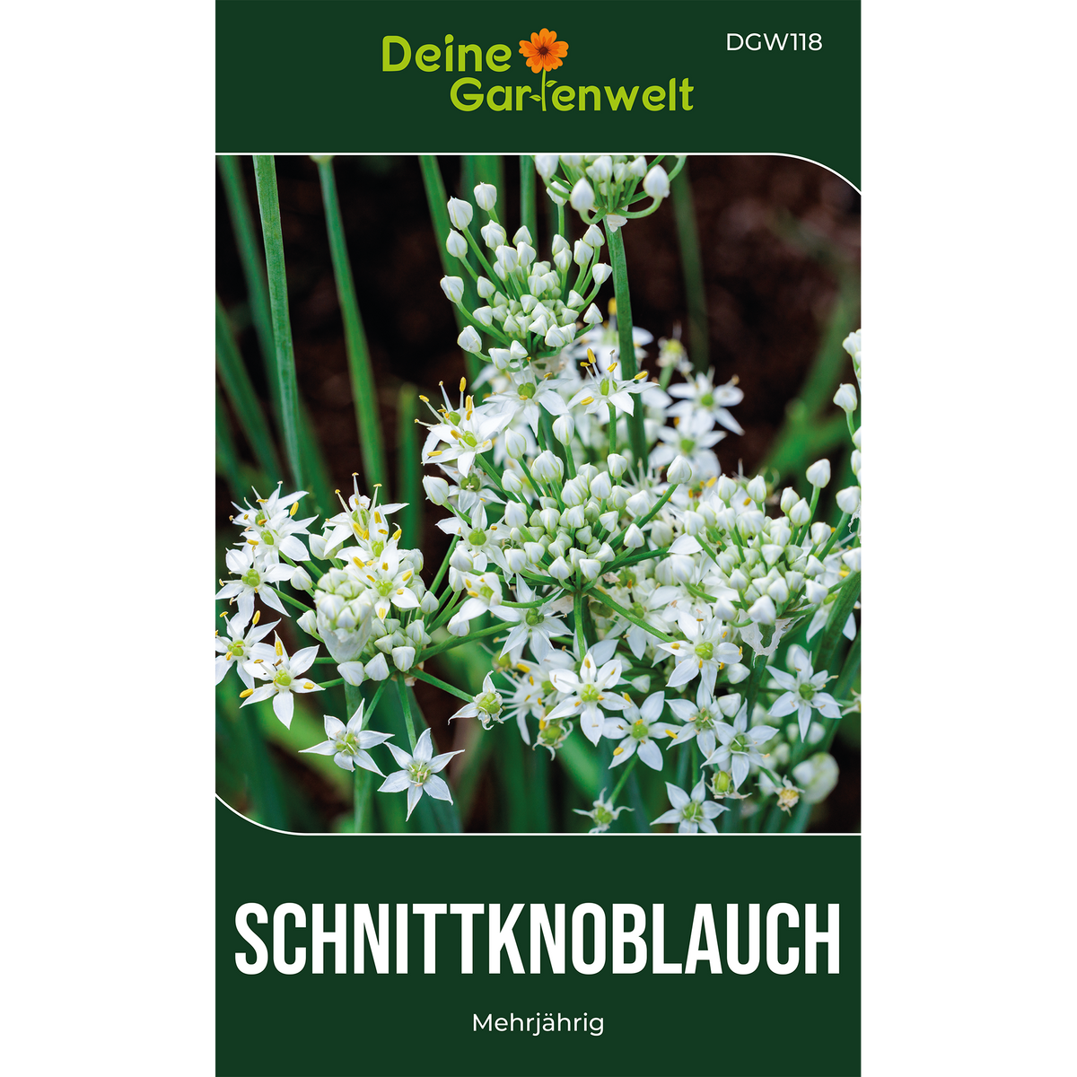 Schnittknoblauch Saatgut