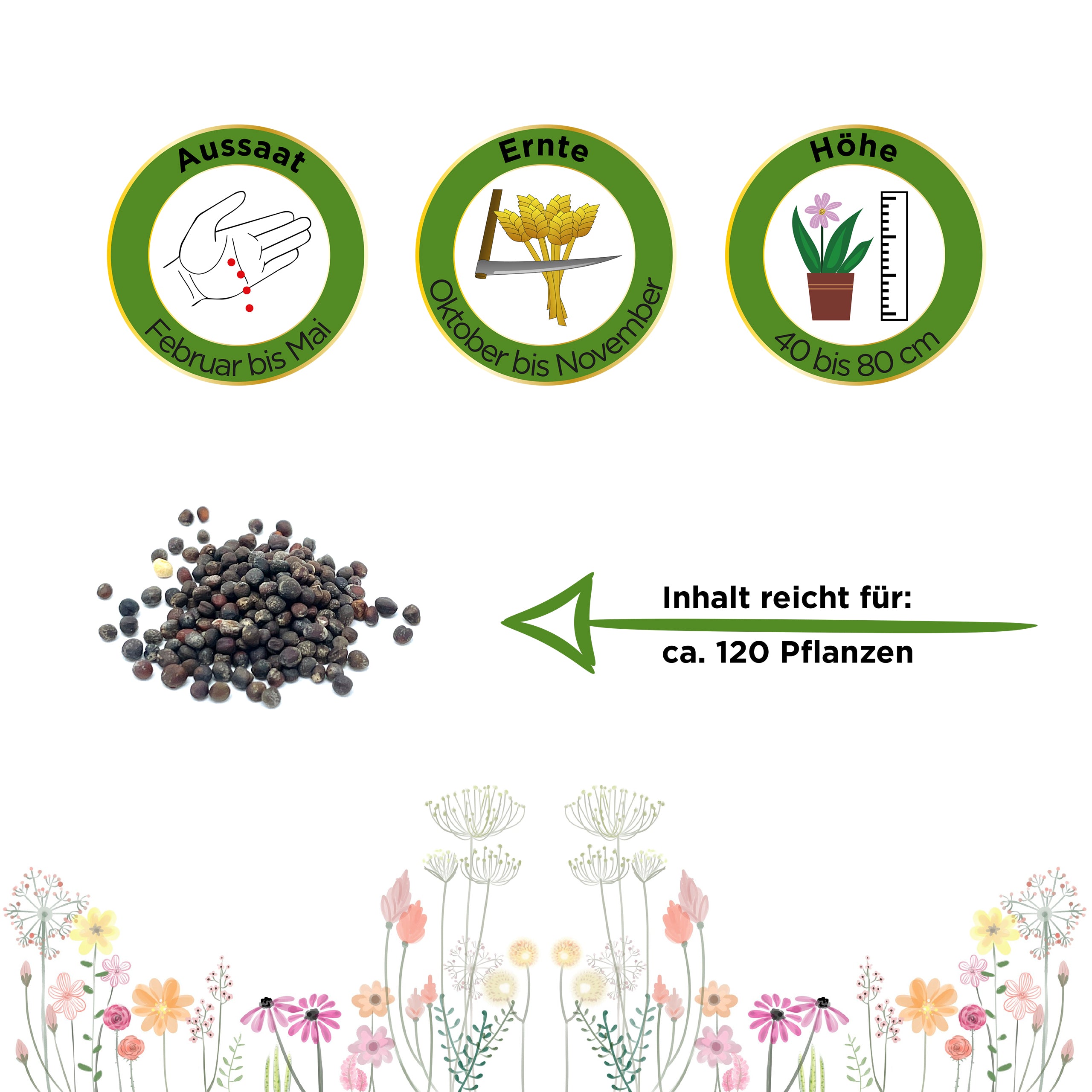 Rotkohl Roodkop 2