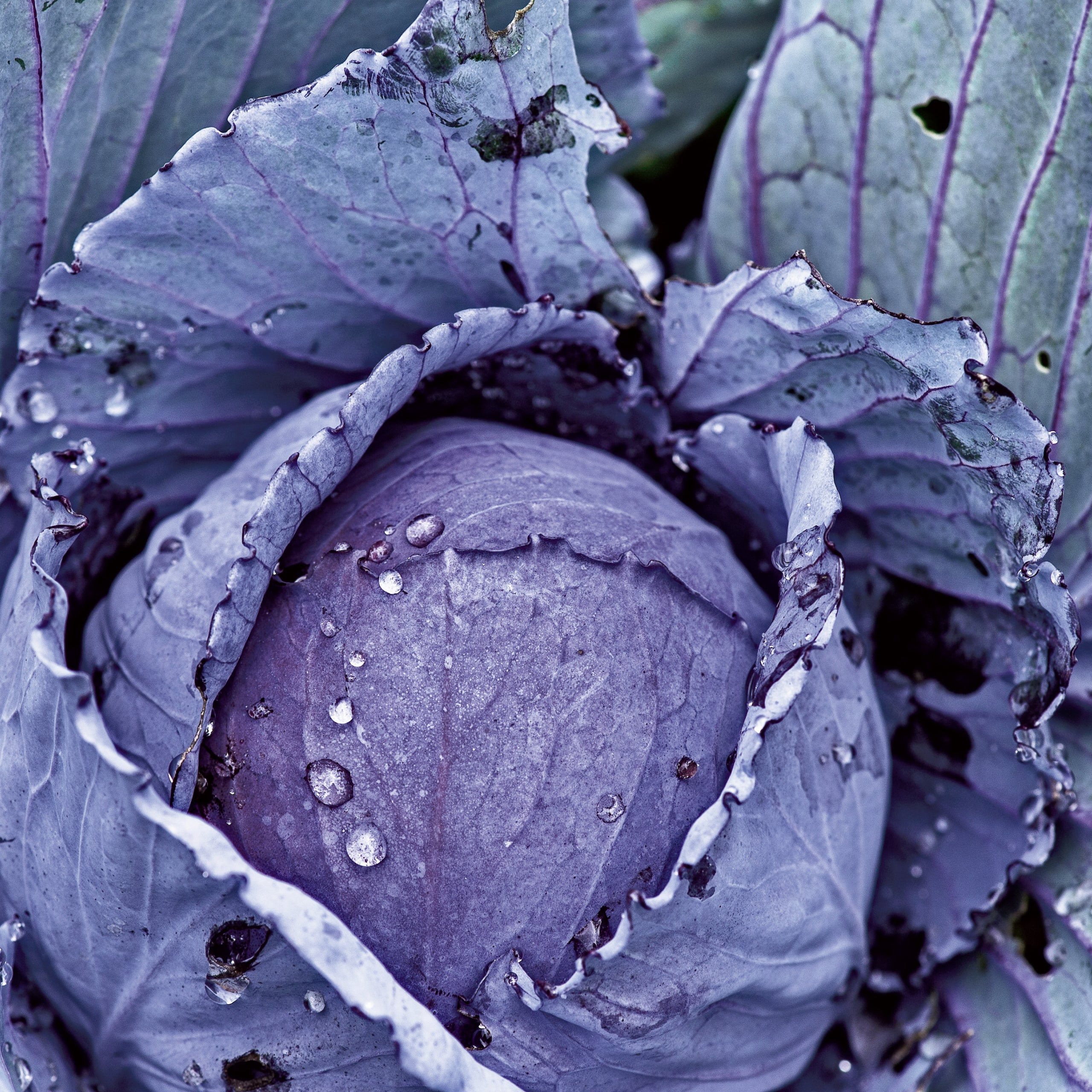 Rotkohl Roodkop 2