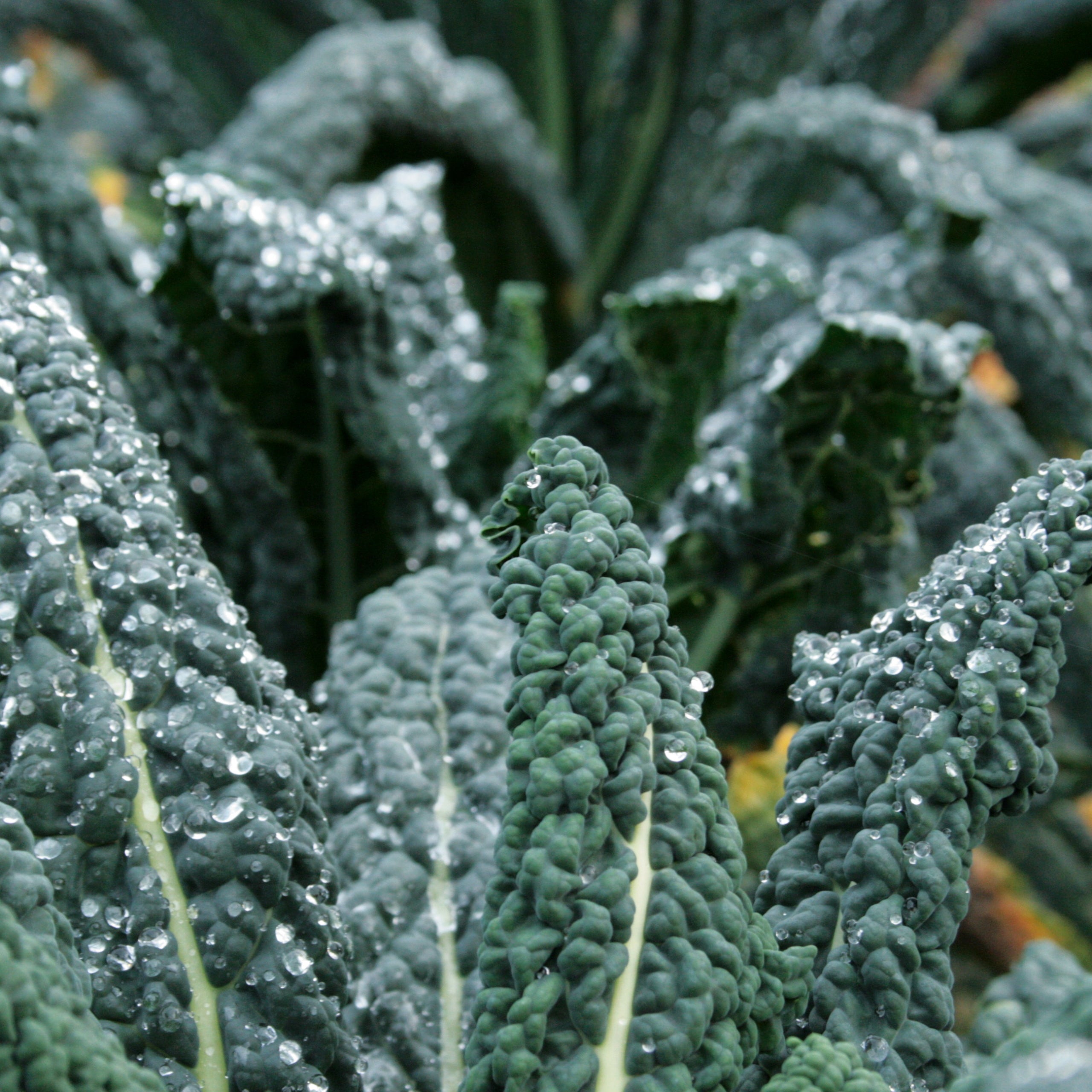 Palmkohl Nero di Toscana