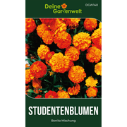 Studentenblume Tagetes Bonita Mischung