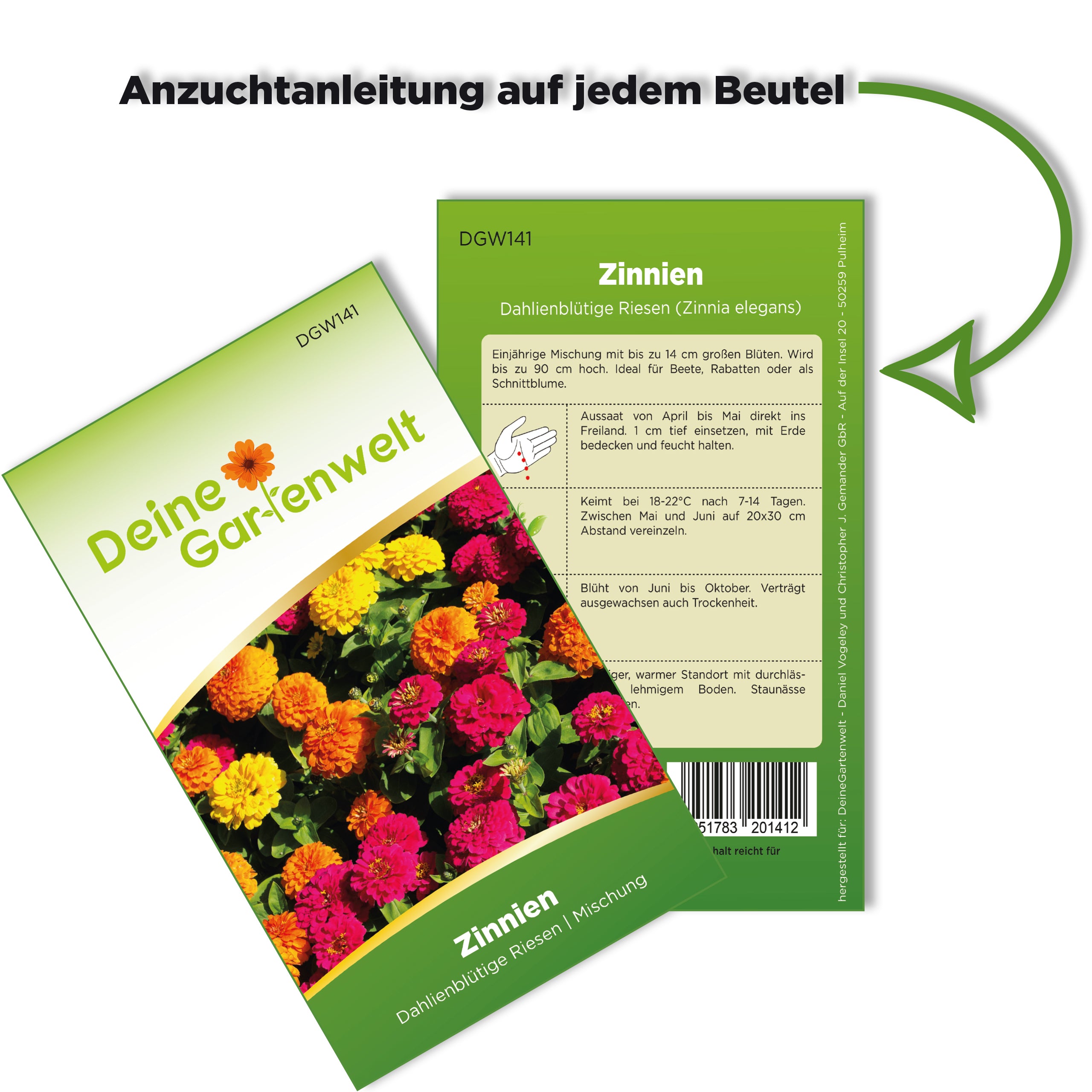 Zinnie Dahlienblütige Mischung
