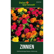 Zinnie Dahlienblütige Mischung Saatgut