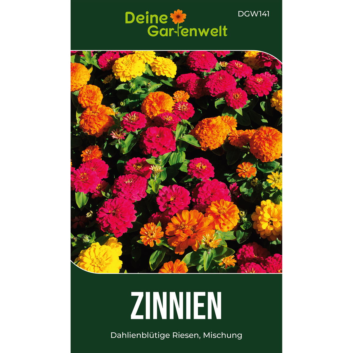 Zinnie Dahlienblütige Mischung Saatgut