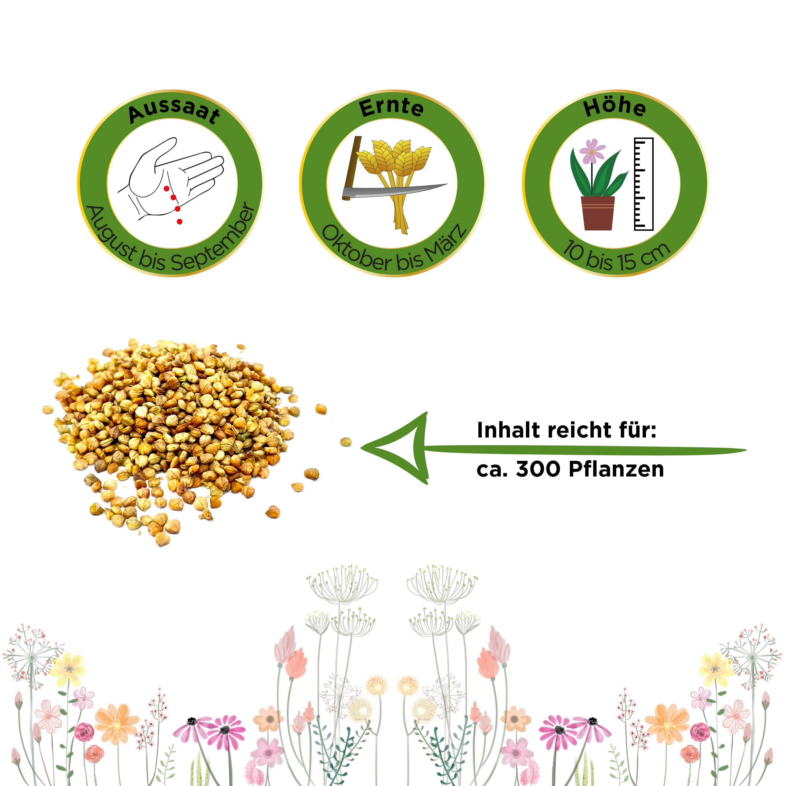 Feldsalat Volhart 3
