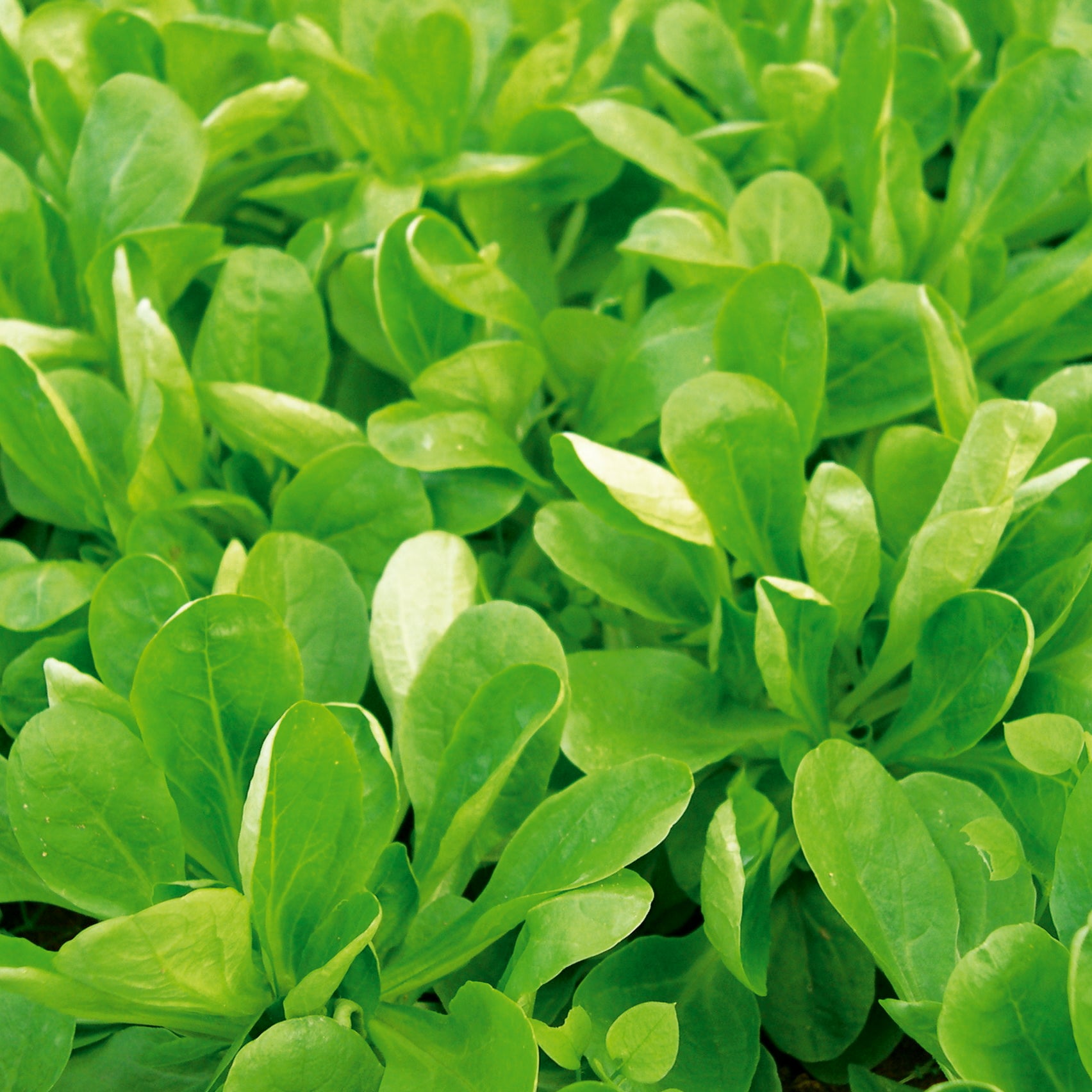Feldsalat Volhart 3
