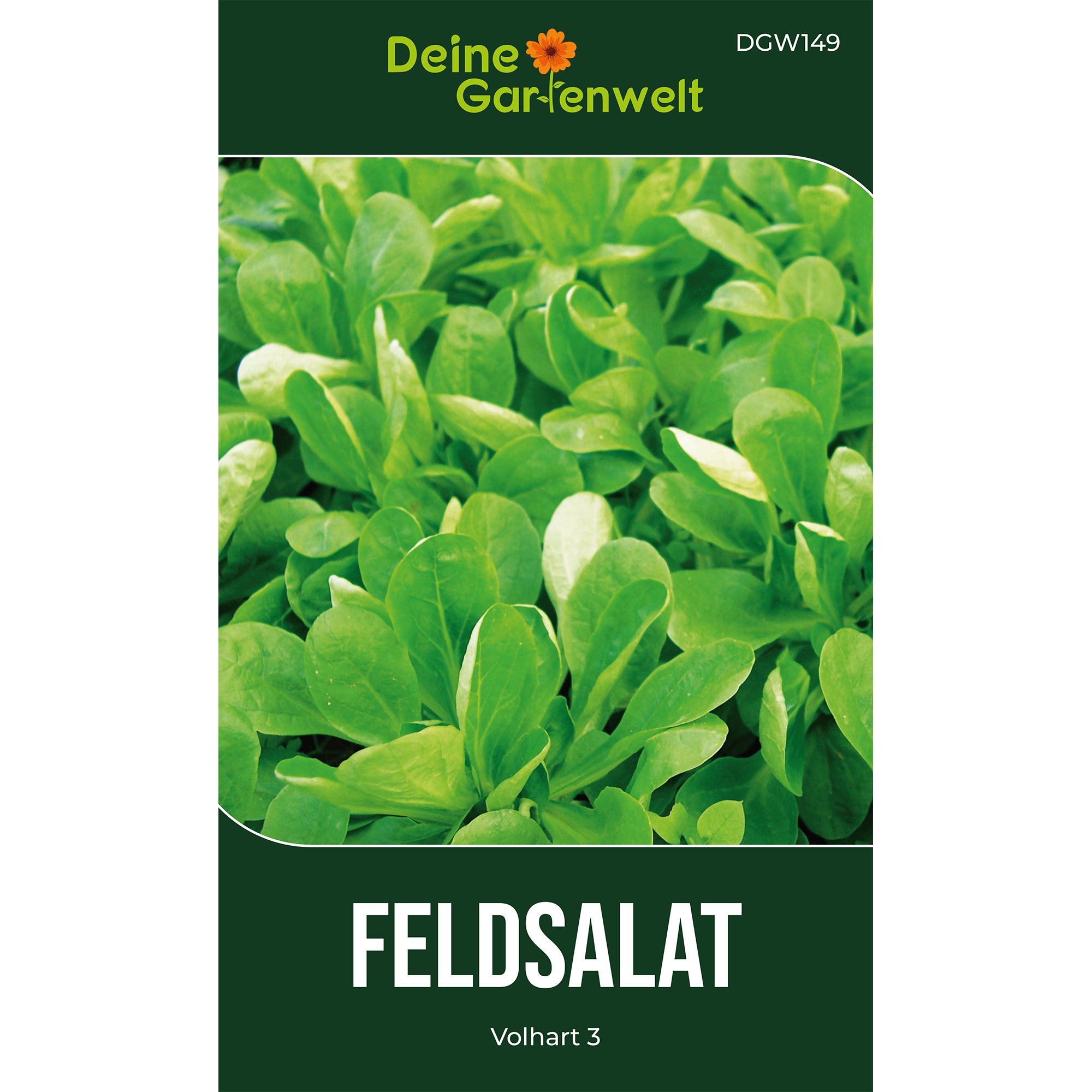 Feldsalat Volhart 3