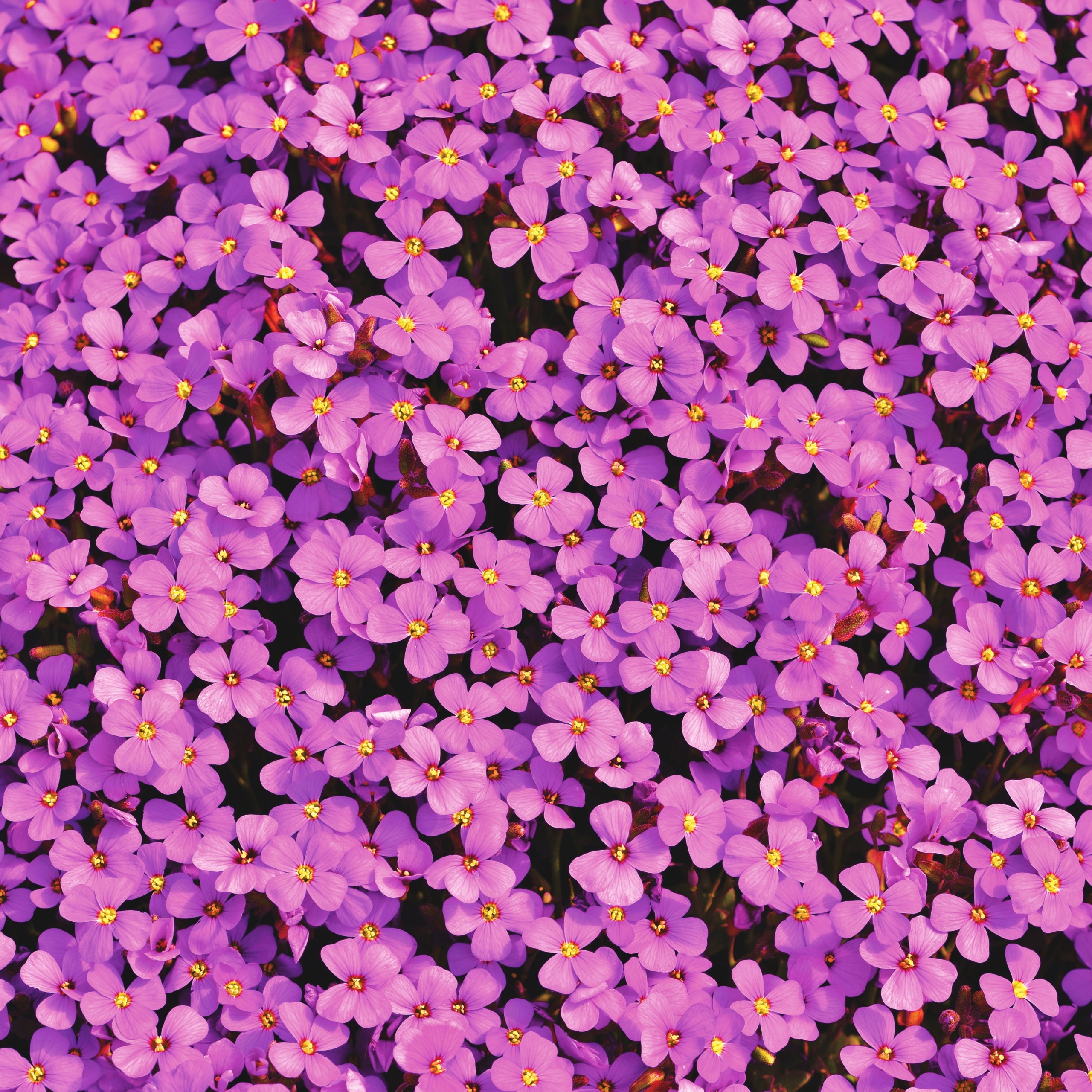 Blaukissen Rosa-Rot