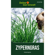 Zyperngras Saatgut