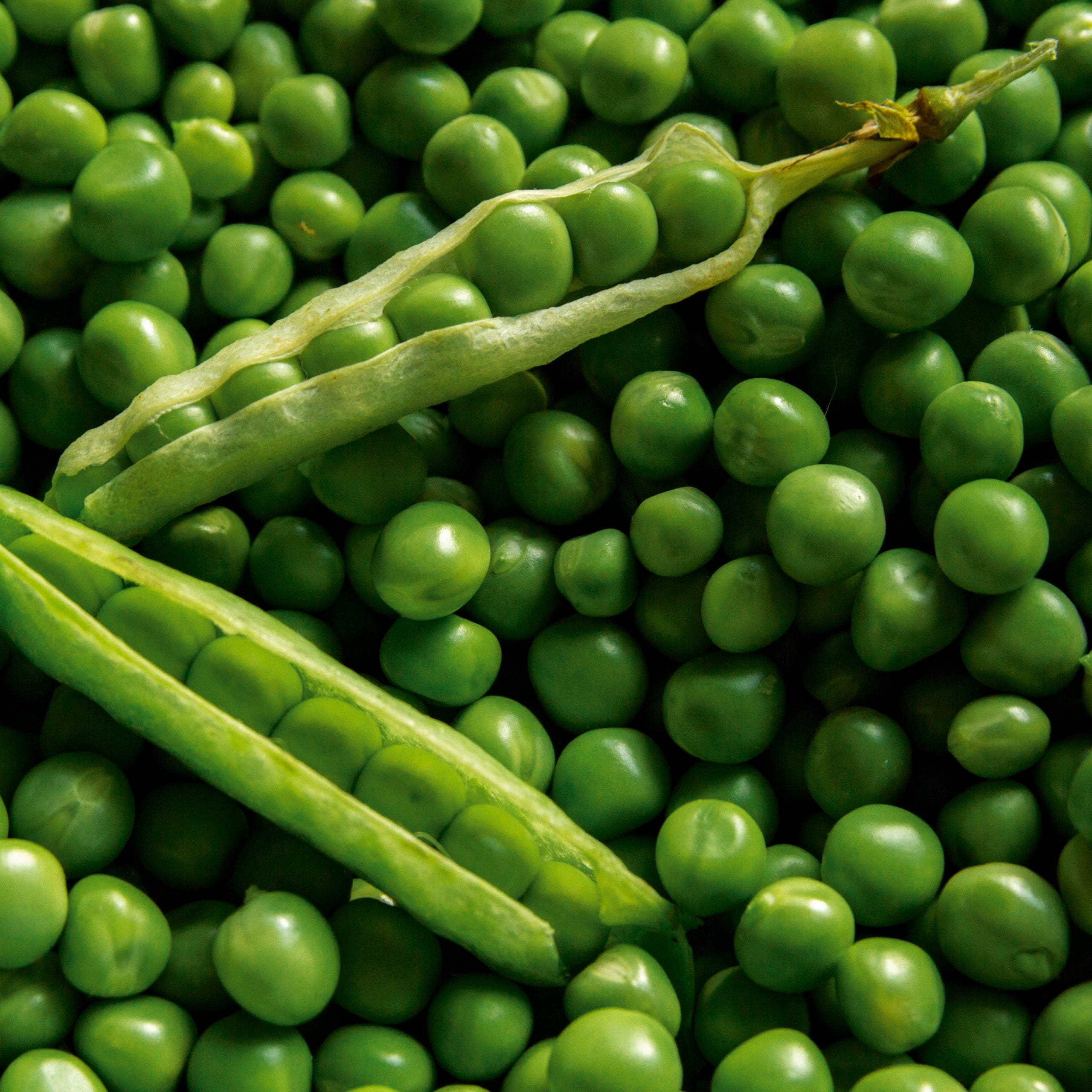 Markerbse Bördi