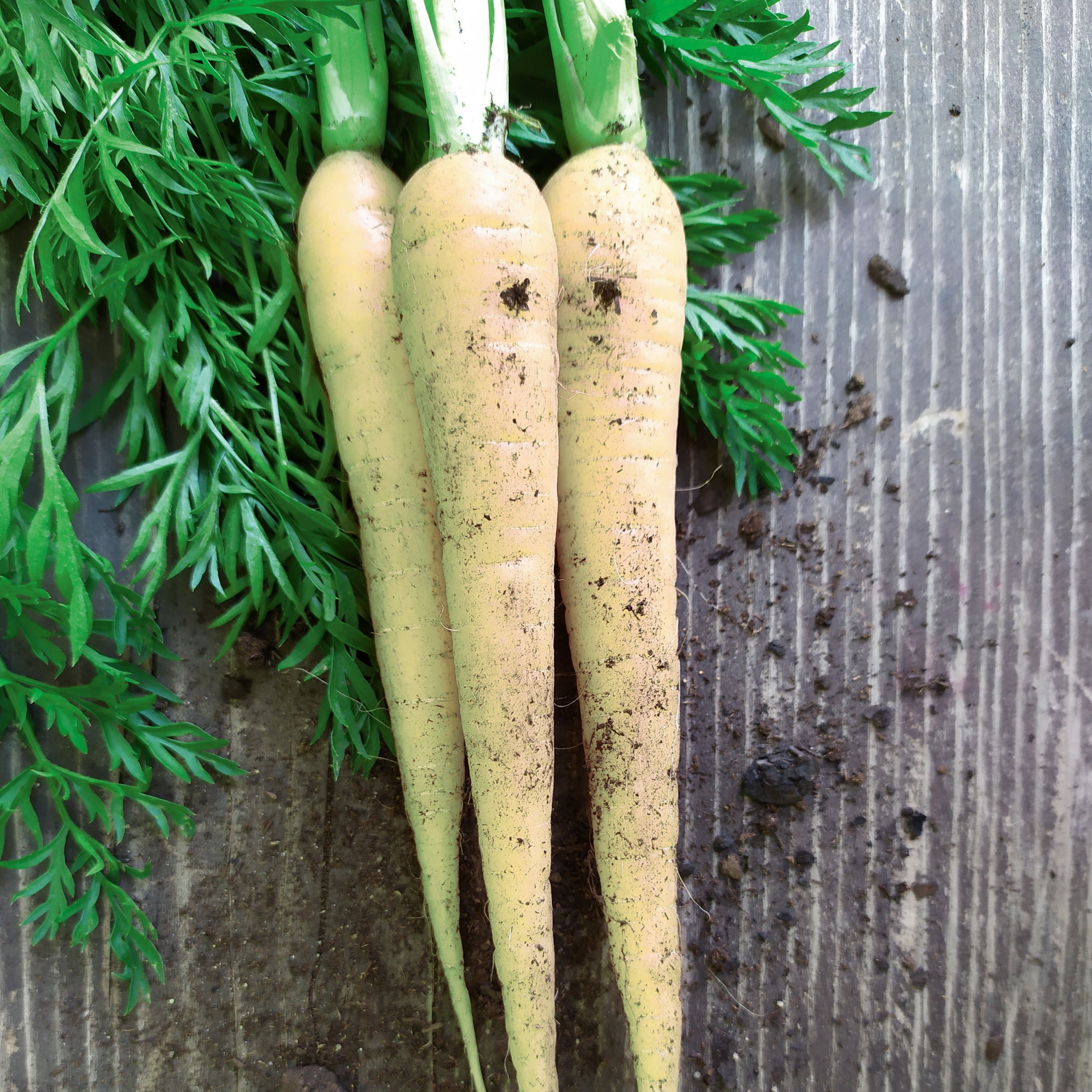 Speisemöhren 3 Sorten Saatband 5 m